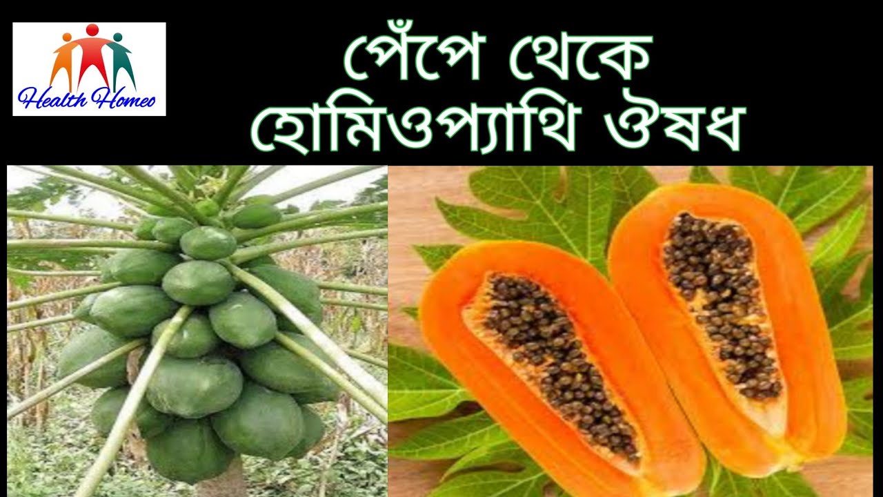 Carica Papaya Q Homeopathy Uses In Hindi পেঁপে থেকে কার্যকারী হোমিওপ্যাথি ঔষধ । Homeopathy medicine Carica