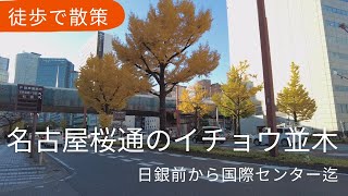 徒歩で散策　名古屋桜通のいちょう並木　地下鉄桜通線の上を歩く