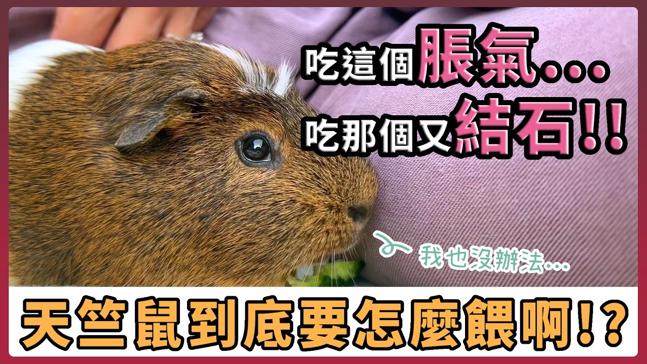 天竺鼠到底怎麼餵!? 牧草種類根本看不懂...  吃錯東西牙齒出問題、脹氣、還可能結石...  快來看看如何挑選正確的食物!【不踩雷養鼠攻略】