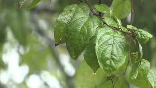 effets sonores: douce pluie ambiante screenshot 4