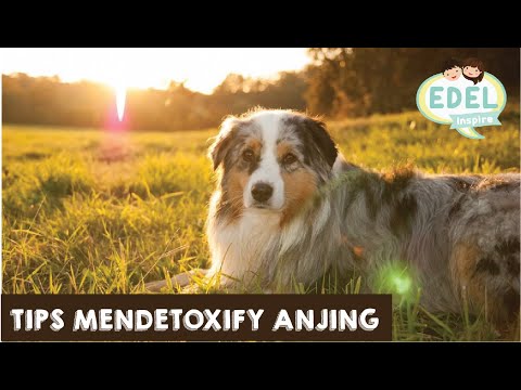 Video: 4 Tips Penting untuk Menjaga Anjing Anda Selamat Musim Panas ini