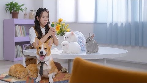 Cô gái có siêu năng lực nói chuyện được với động vật - LỜI MÈO NHỎ NÓI