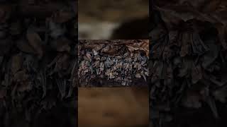 Download Lagu Bracken Bat Cave Texas #shorts #bats #nature #animals #biodiversity #ecosystem MP3