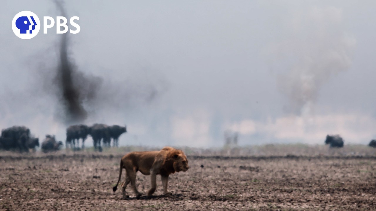 Katavi: Severe Drought Threatens Animal Families | Official Trailer