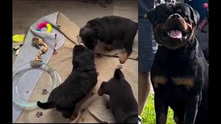 2 Different Rottweiler Litters Same Rumpi Vom Beni Bloodline