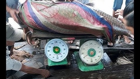 Báo Vĩnh Long| Ngư dân bắt được cá hô vàng nặng hơn 125 kg