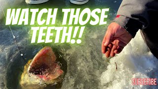 Ice Fishing Musky (Saint Lawrence River Strain Beauty) screenshot 4
