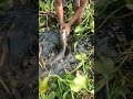 Traditional Hand Fishing   Village Boy Is Catching Catfish  Removes Water Hyacinth Part 112#shorts