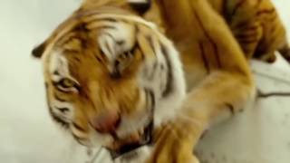 Life Of Pi Trailer Remix - Travis Brooks