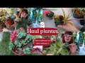 Haul plantes un dimanche entre passionns de plantes et des cadeaux  mes achats en jardinerie 