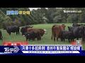 食肉寄生蟲來襲!美國德州爆「螺旋蠅」疫情 人類恐感染 ｜十點不一樣20260625
