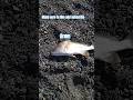 Drum #fishing #fyp #viral #shorts