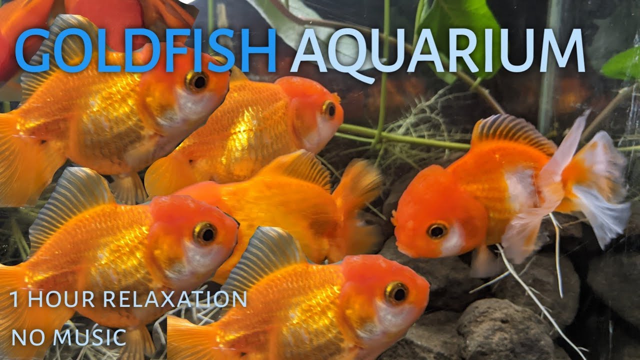 Illustration of Goldfish Tank Sound Absorption For Siff Studio