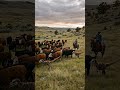 This Dinosaur Herds Farm Animals Like a Dog #ai #aidinosaur #aicreature #cgi #cinematic #Dinosaurs