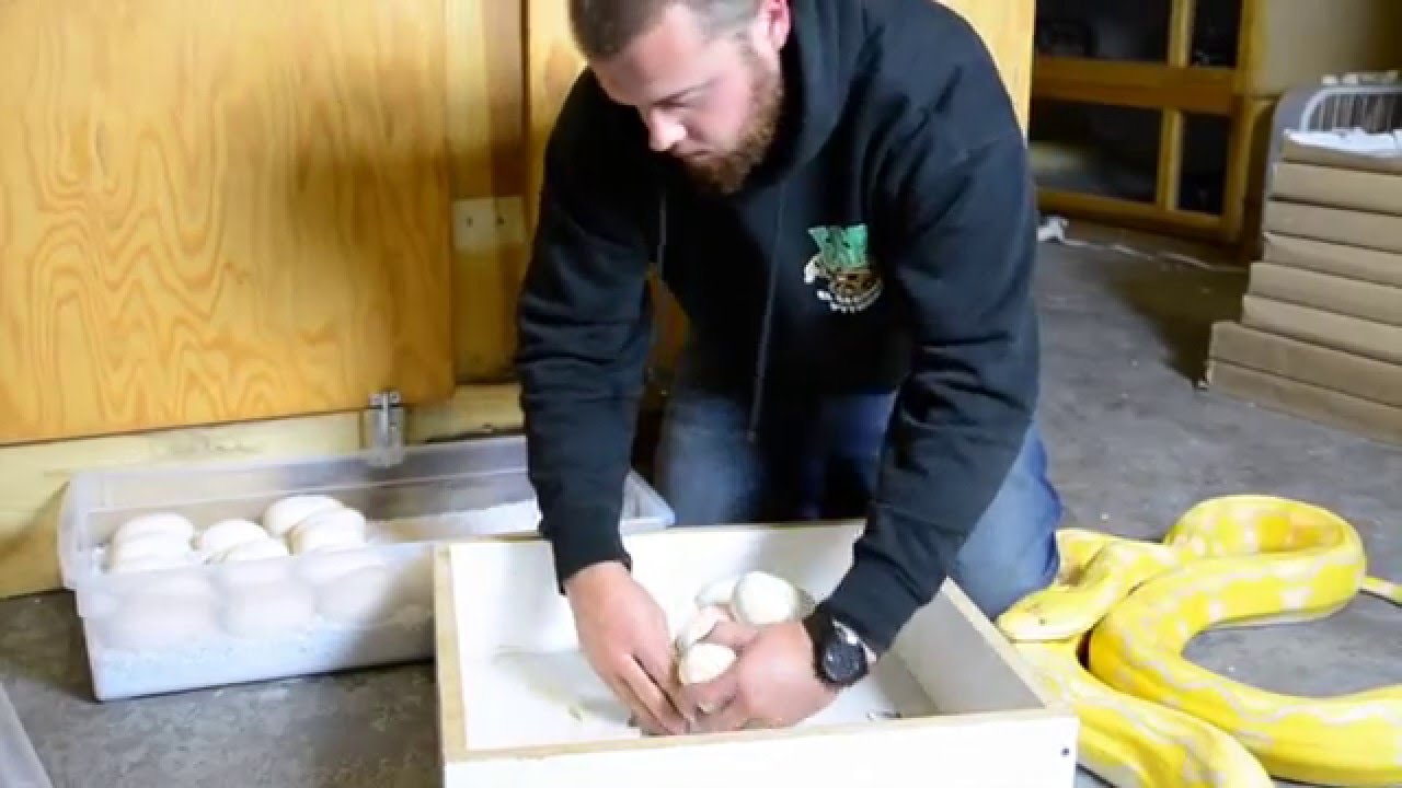 Lav Super Sun Egg Pulling