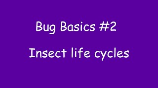 Celebrity Bug Basics #2: Insect life cycles Net Worth