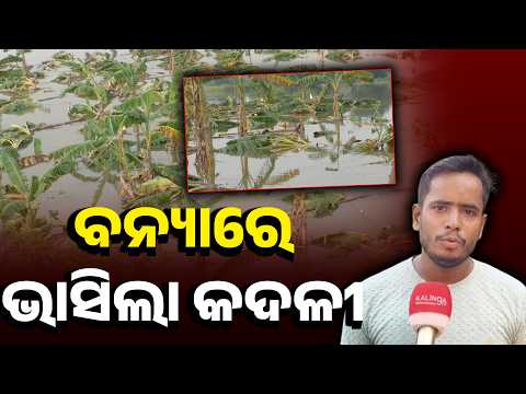ବନ୍ୟାରେ ଭାସିଲା କଦଳୀ ଚାଷ! ପାଣିରେ ଲୋଟିଲା ଶହ ଶହ ଗଛ | Banki Flood Ground Report