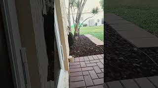 Liam is Still Kind of Sketchy. #squirrels #squirrel #wildlife #pets #squirrelthoughts