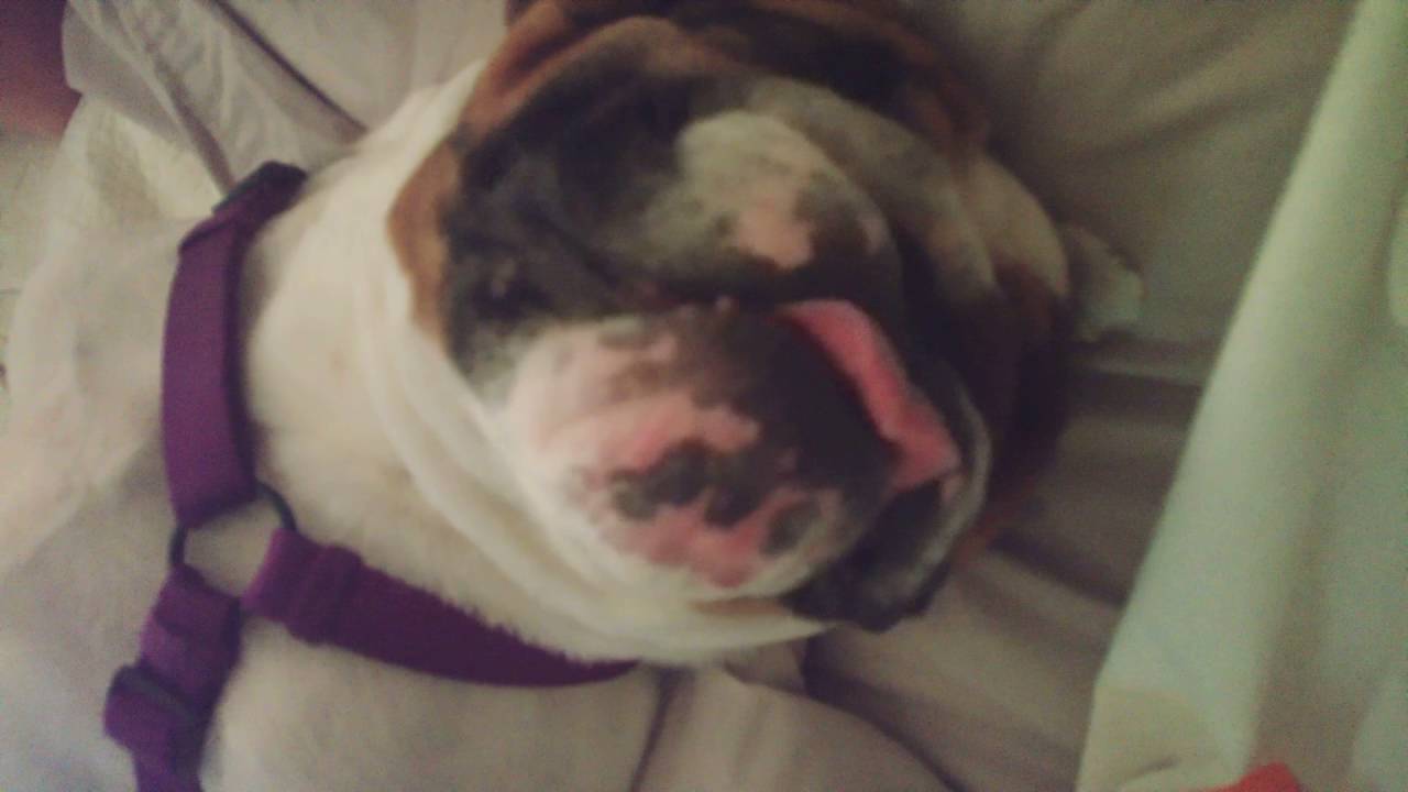 bulldog bluetooth speaker bim Dreaming Bulldog