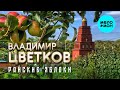 Владимир Цветков – Райские яблоки (Single 2024)