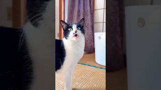 おしゃべりゴマちゃん