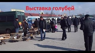Выставка голубей Выставка голубей