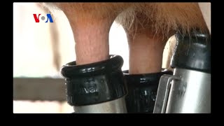 Milking Cows with Robots? (VOA On Assignment July 11, 2014)