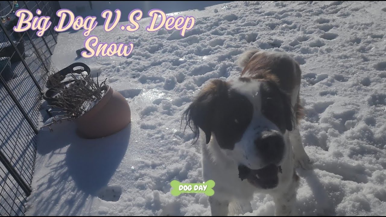 The Ice Age is Over! ❄️ Big Dog vs. Deep Snow