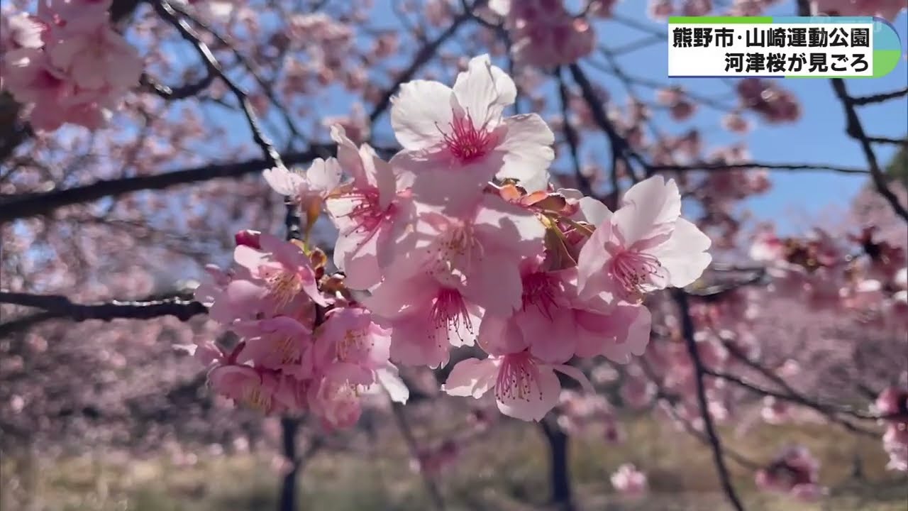 河津桜が満開間近 夜は幻想的にライトアップ 三重・山崎運動公園