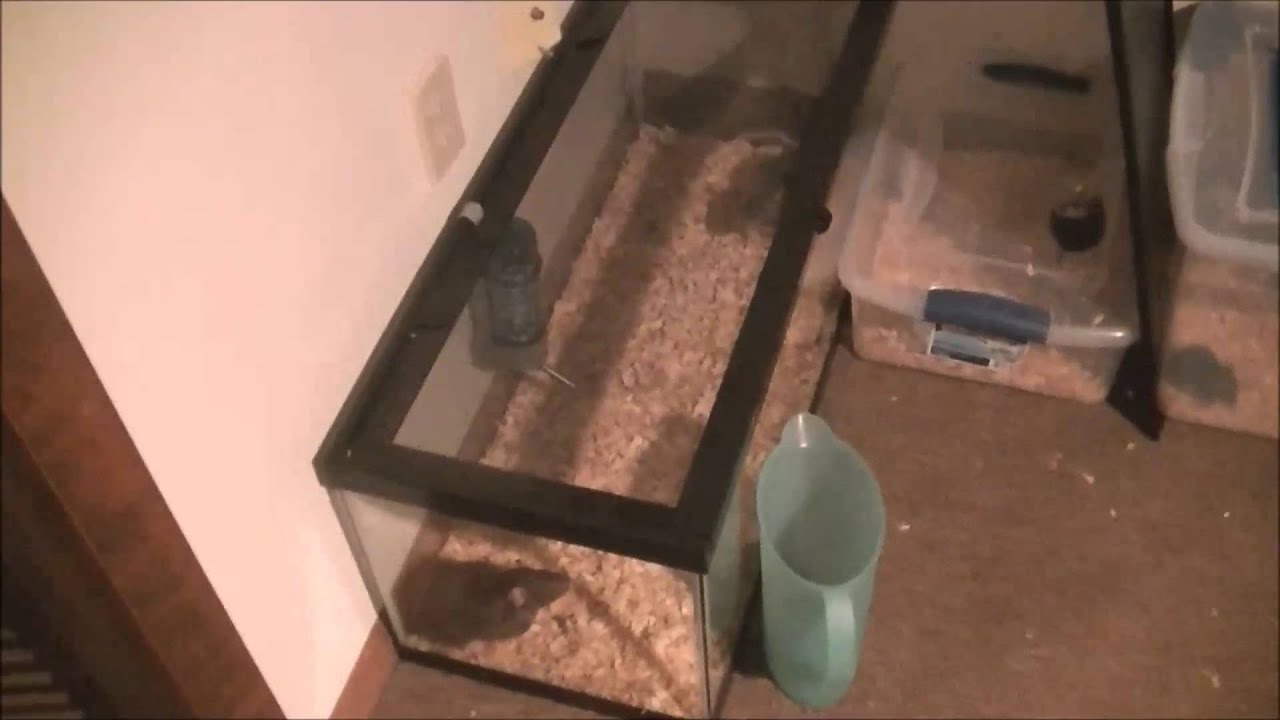 snake oil Missing Rat! and Update