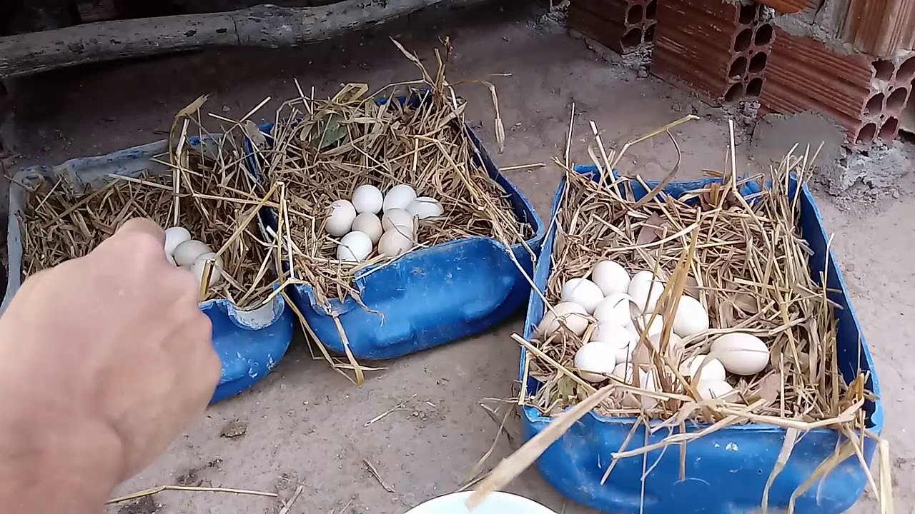 Recolher ovos de galinhas em COQUINHOS