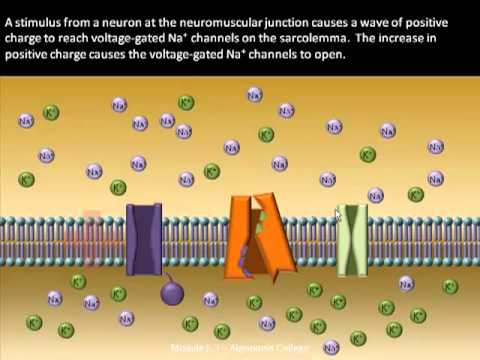 Videó: A depolarizáció során a szarkolemma a leginkább áteresztő?