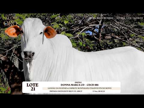 LOTE 21   DONNA MARCA CD