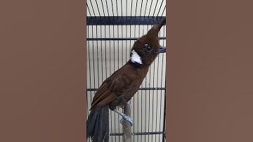 cililin gacor masteran handal #cililin #birds #cililingacor