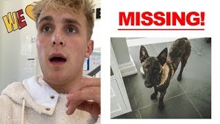 Apollo Went Missing.. PLS HELP!!