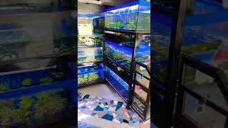 Display Ikan Hias Di Toko Ragam Aquarium