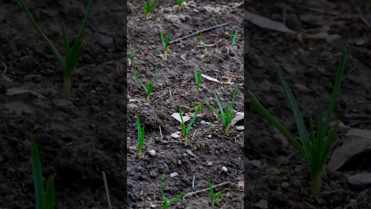 Mom's garlic growth secret | 3 Weeks growth update 