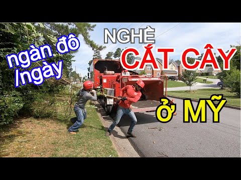 Video VẤT VẢ NGHỀ CẮT CÂY KIẾM NGÀN ĐÔ MỘT NGÀY Ở MỸ - HELLO... - youtube