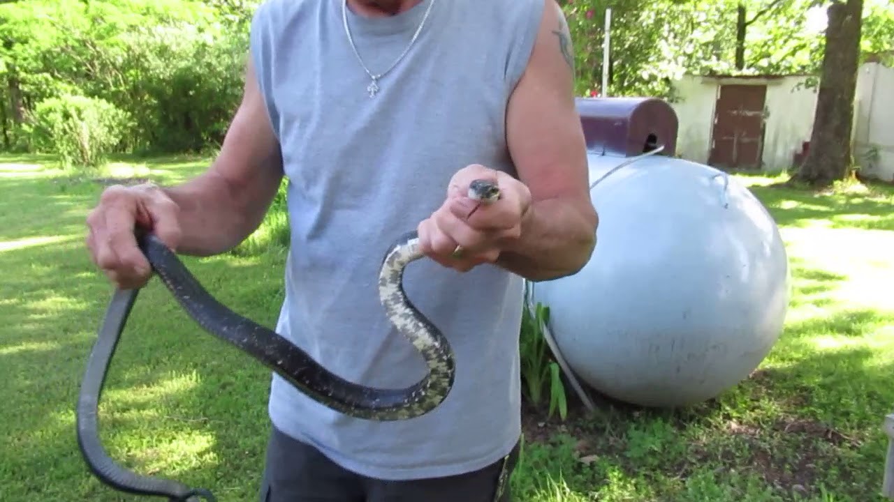 snake hunter. check out my new channel (Missouri Clark  Life)