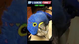 FUNNY PARROTS#comedy #funnydialogues #funnyconversations