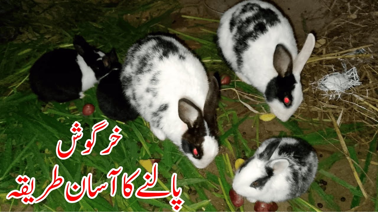 How to Care Rabbits on Home | Rabbits Ko Kya Kya Khalna Chaheya