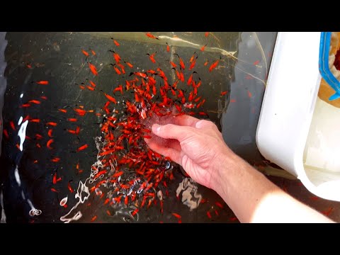 Video Nghịch Hồ Cá Mún Hoả Tiễn Của Mẹ | Dat Guppy - youtube