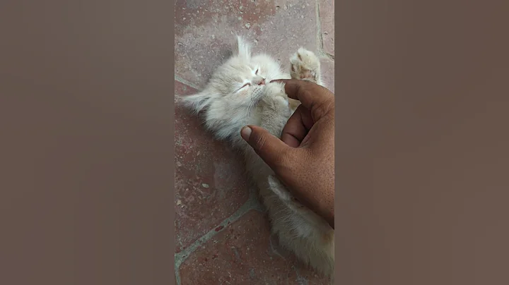 Video 7903261: persiancat persians, cutest persian kitten, catlover funnycats funnycatvideos, cutekitten funnycatvideo
