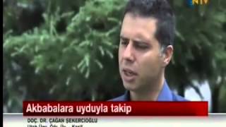 Tehlikedeki Aras Nehri Kus Cennetinin Akbabalarinin Gocu Uydu Vericileriyle Takip Ediliyor