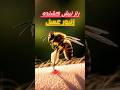 مرگ عجیب زنبور عسل بعد از نیش زدن زنبورعسل نیشزنبور مرگعجیب Shorts