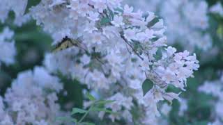 Animax Obscenes, Meditation Music, Calm Relaxing Music, Study Music, Reading Music