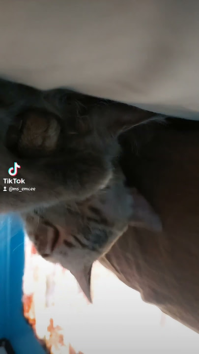 hiro 'cleaning' his brother musang. How sweet #cat #cozycat #catcute #catlover #happycatsletsgo