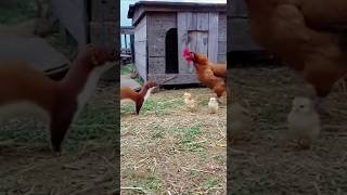 Weasel Vs. Hen Fight