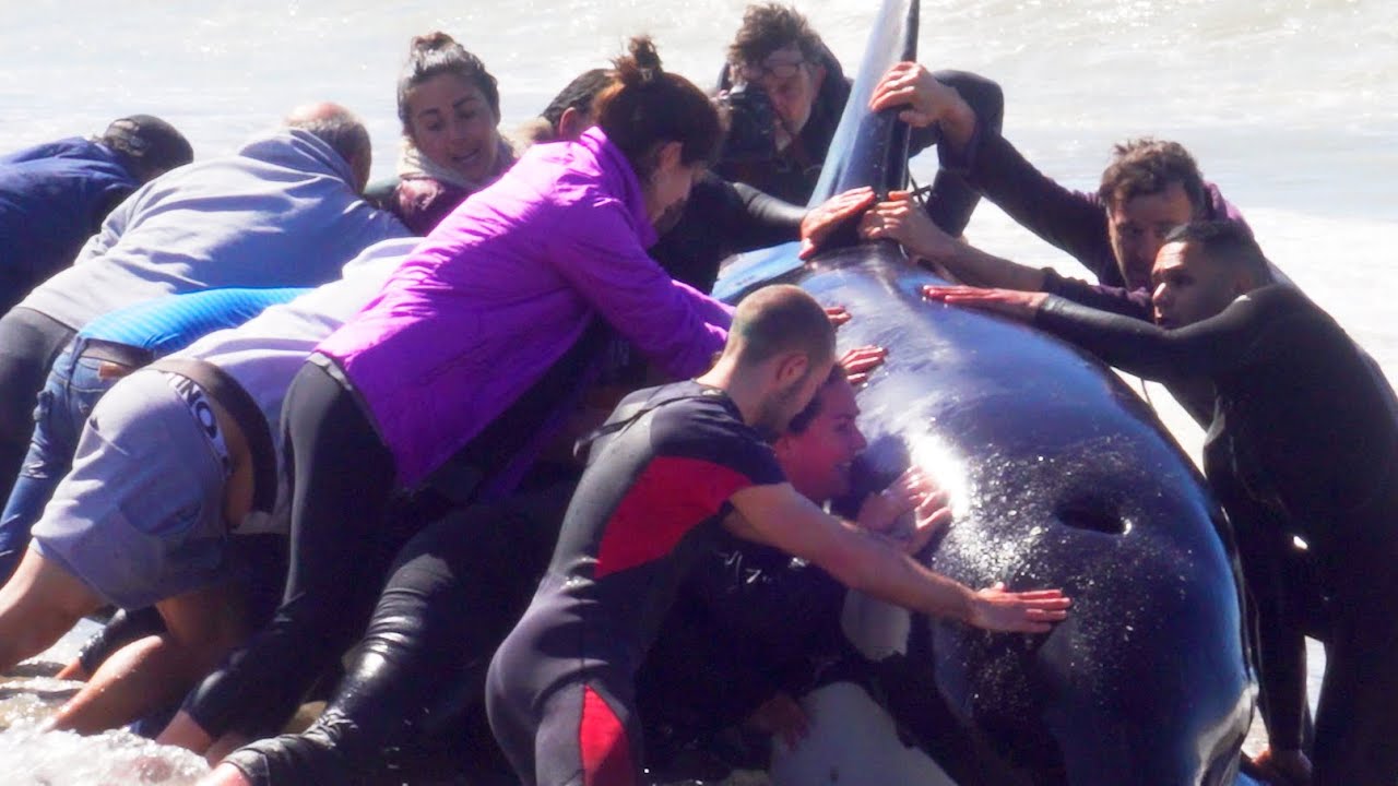 Rescue of 7 Orcas stranded in La Caleta (Argentina) / Rescate de 7 Orcas varadas en La Caleta