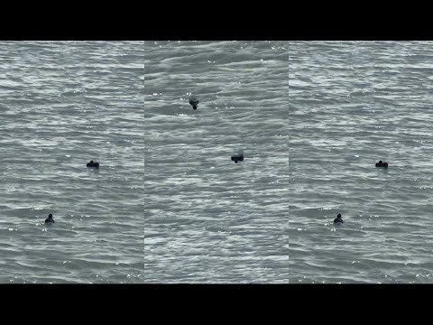 Ducks in Lake Belton.